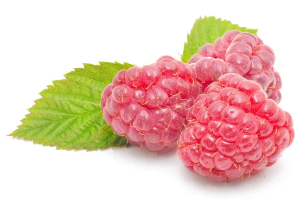Red raspberry fruits isolated — Stock Photo, Image