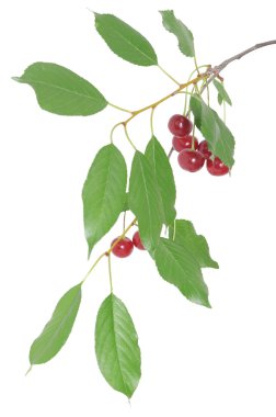 kiraz yaprakları ile brunch