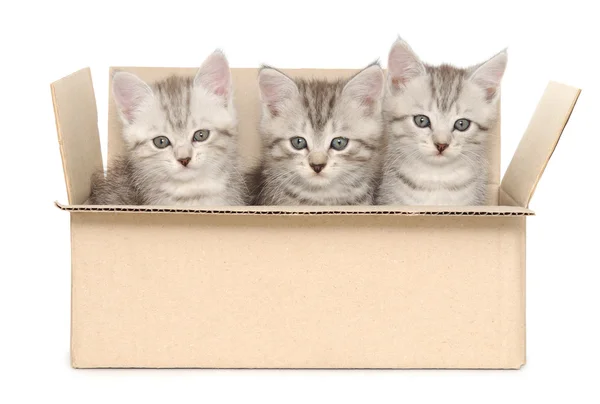 Gatitos pequeños —  Fotos de Stock