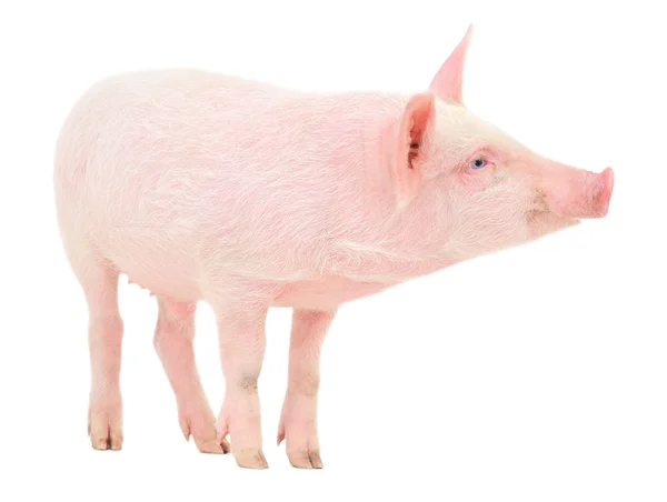 Pig on white — Stock Photo, Image