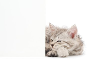 boş yavru kedi