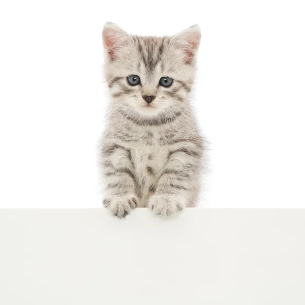 Kitten — Stock Photo, Image