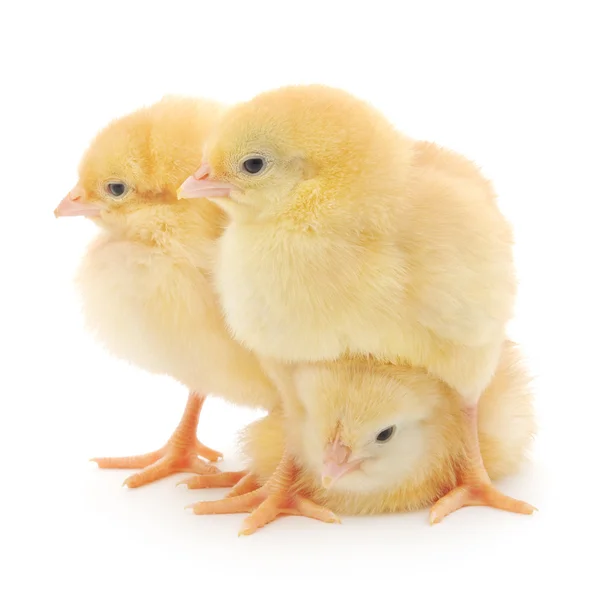 Trois poussins mignons isolés sur blanc — Photo