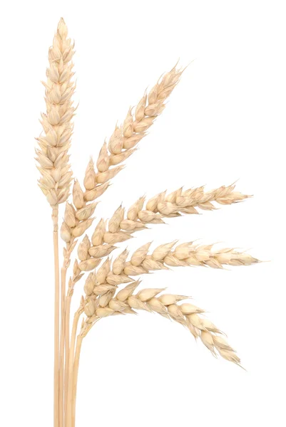 Wheat Bunch — Stock Photo, Image