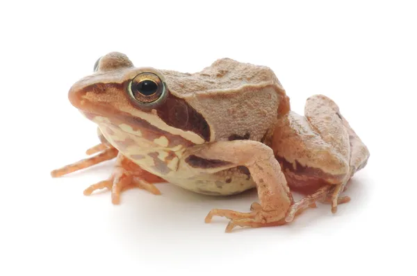Коричневий жаба — стокове фото
