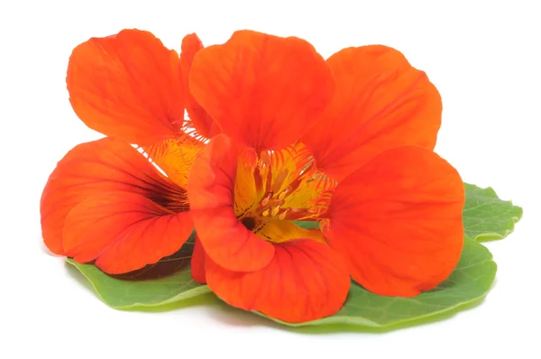 Nasturtium — Stockfoto