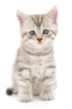 Beyaz arka planda kedi yavrusu
