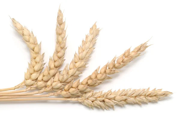 Cacho de trigo — Fotografia de Stock