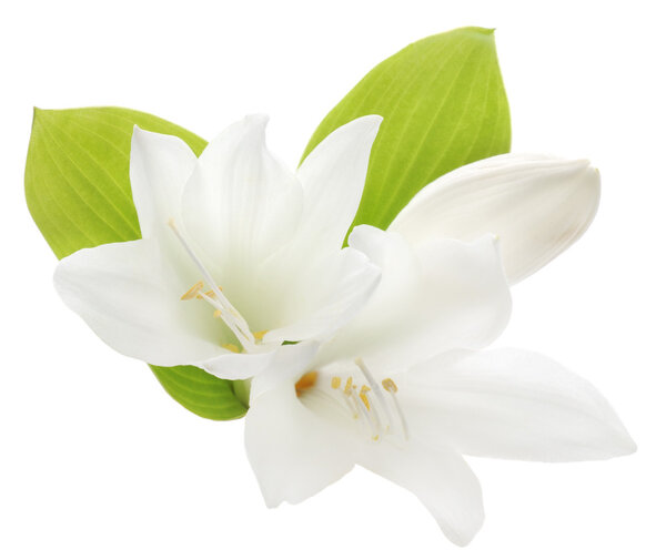 Белая лилия
