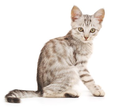 Beyaz arka planda kedi yavrusu