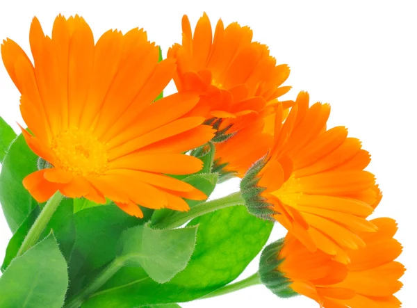 Calendula — Stockfoto