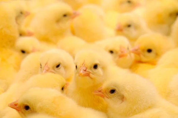 Grupp av baby kycklingar — Stockfoto