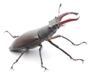 Gergedan böceği üzerinde beyaz izole