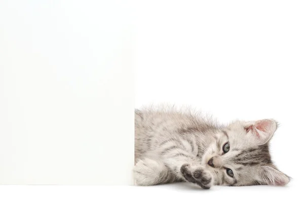 Gatito con blanco — Foto de Stock