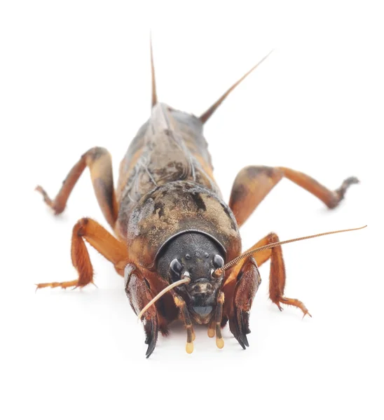 Mole cricket — Stockfoto