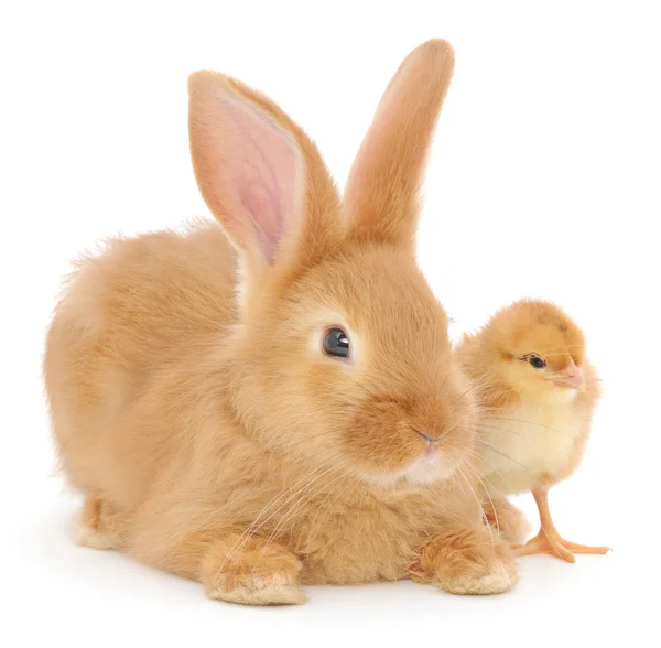 Conejo y pollo — Foto de Stock