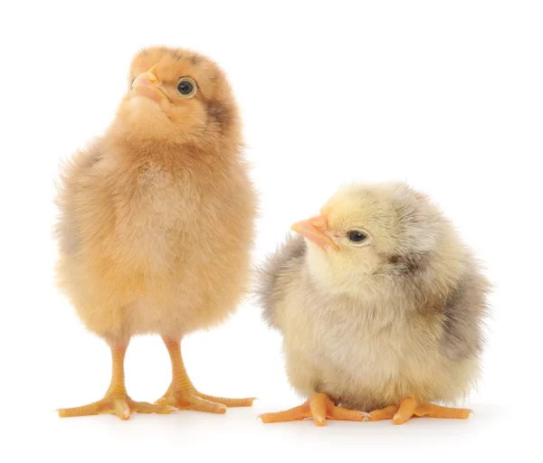 Dvě baby kuřat izolované na bílém — Stock fotografie