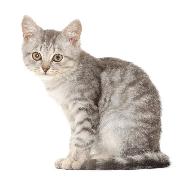 Котенок на белом фоне — стоковое фото
