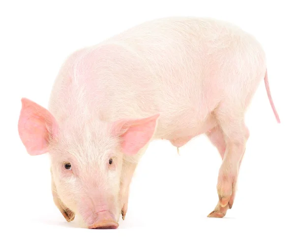 Schwein auf weiß — Stockfoto