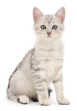 Beyaz arka planda kedi yavrusu