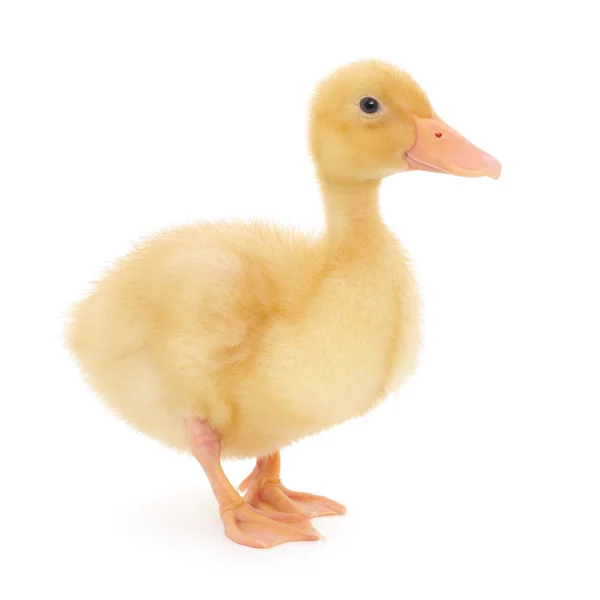 One duckling — Stock Photo, Image