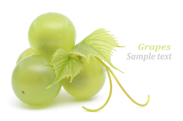 Grüne Trauben — Stockfoto