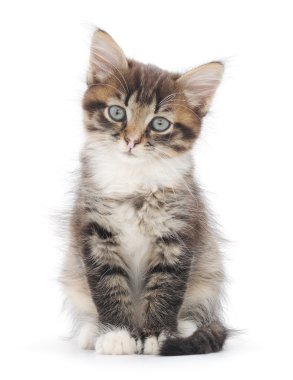 Beyaz arka planda kedi yavrusu