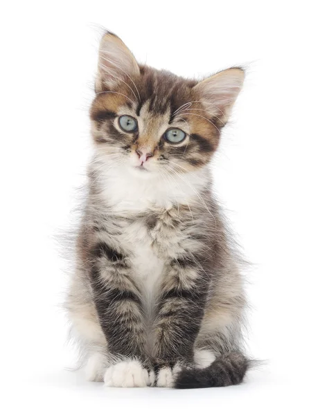 Beyaz arka planda kedi yavrusu — Stok fotoğraf