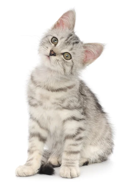 Kitten op een witte achtergrond — Stockfoto