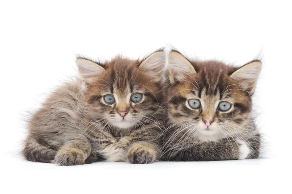 Dois gatinhos pequenos — Fotografia de Stock