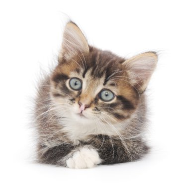 Beyaz arka planda kedi yavrusu
