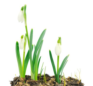 Kardelen (Galanthus nivalis) beyaz arka plan üzerinde