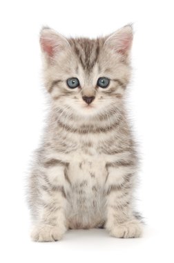 Beyaz arka planda kedi yavrusu