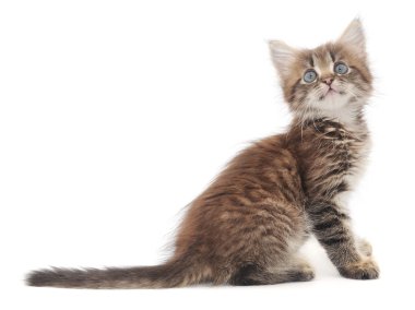 Beyaz arka planda kedi yavrusu