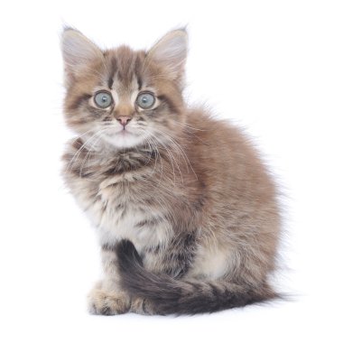 Beyaz arka planda kedi yavrusu