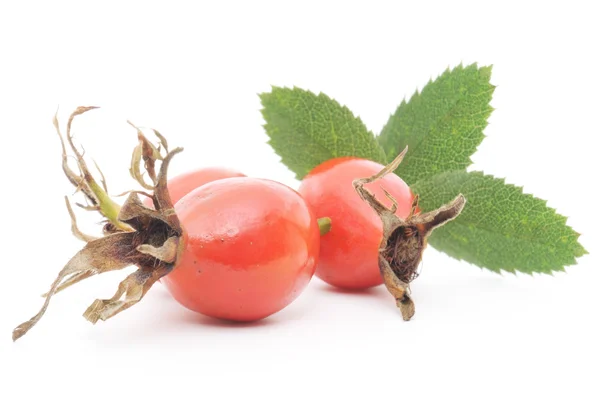 Wildrosenbeeren — Stockfoto