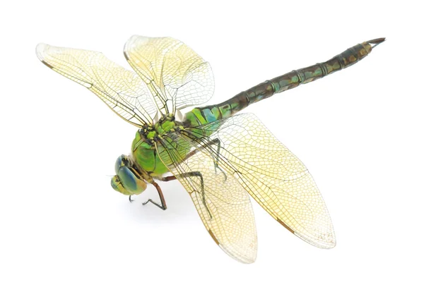 Dragonfly — Stock Photo, Image