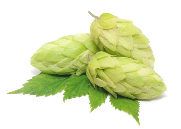 Cluster of hops — Stock Photo, Image