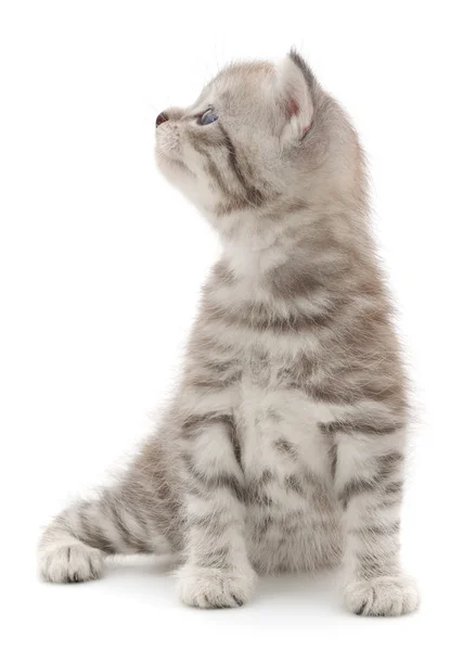 Gattino su sfondo bianco — Foto Stock