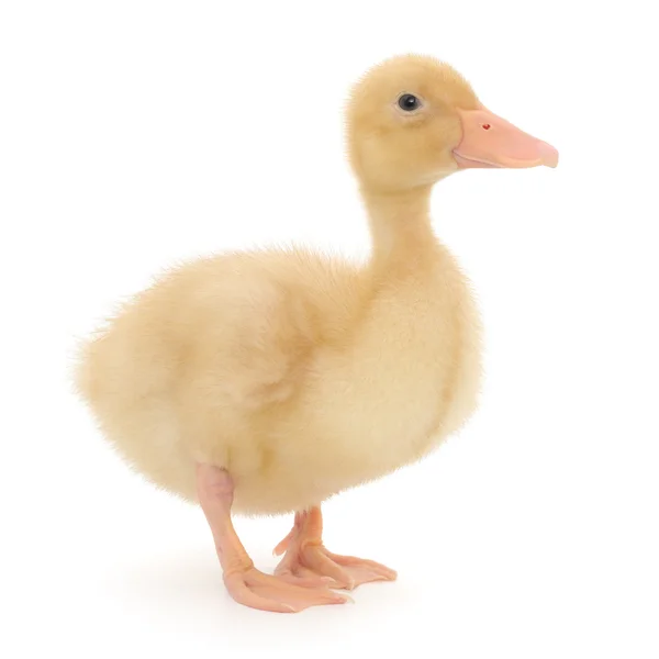 One duckling — Stock Photo, Image