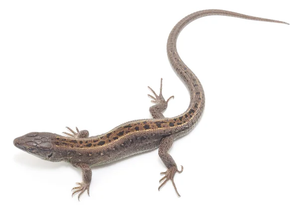 Lizard — Stock Photo, Image