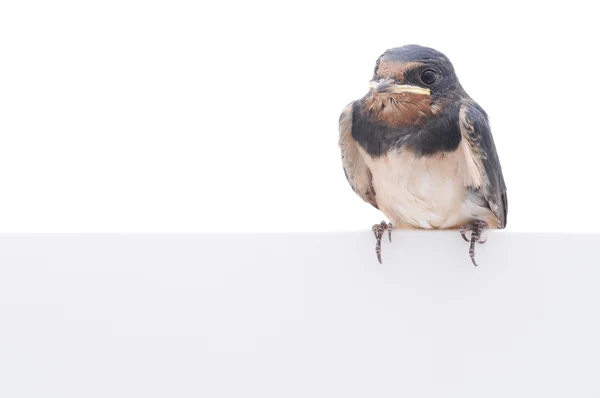 Swallow with blank — Stock Photo, Image