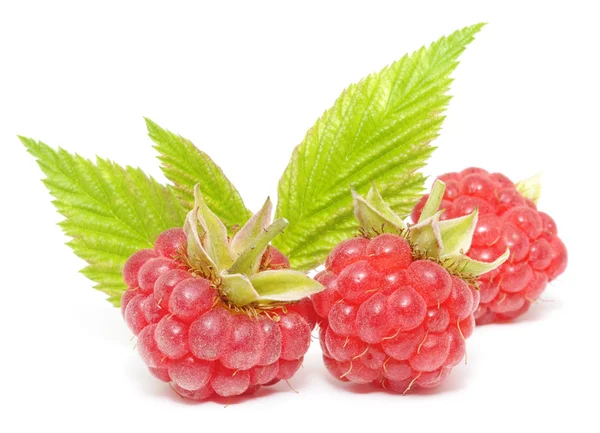 Червоні плоди малини ізольовані — стокове фото