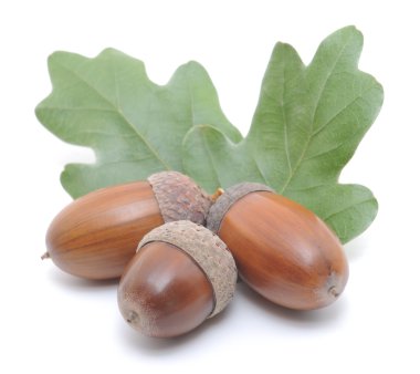 Meşe palamutları