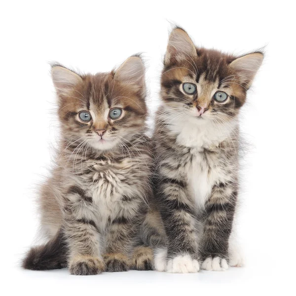 Due piccoli gattini — Foto Stock