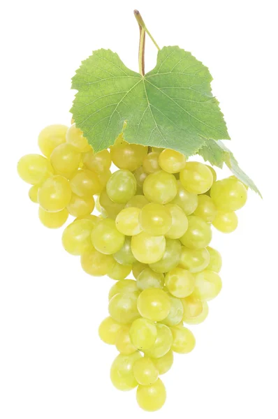 Green grapes Stock Image