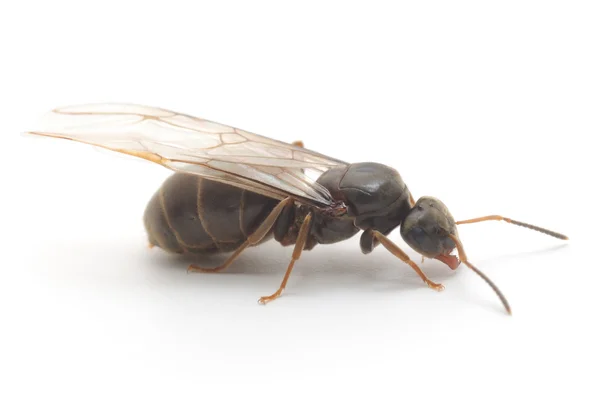 Okřídlený mravenec — Stock fotografie
