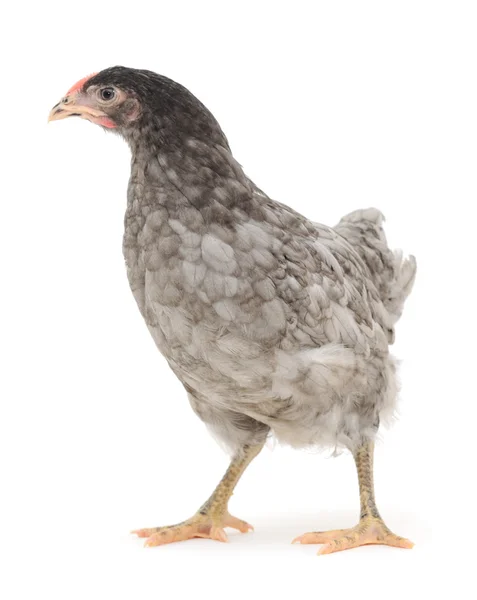 Šedá kuře — Stock fotografie
