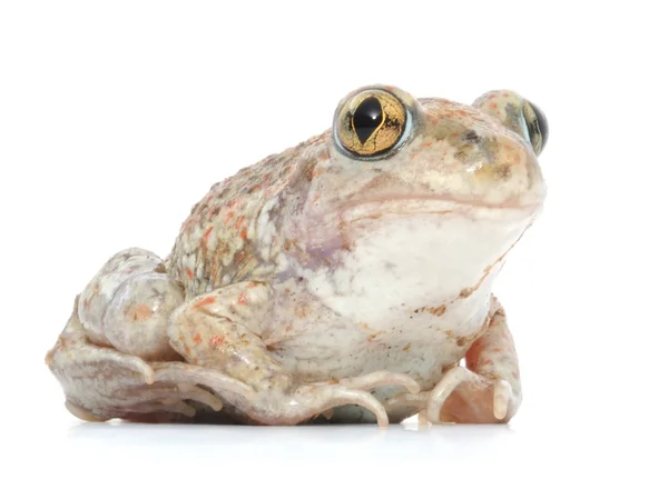 Frog on white — Stock Photo, Image