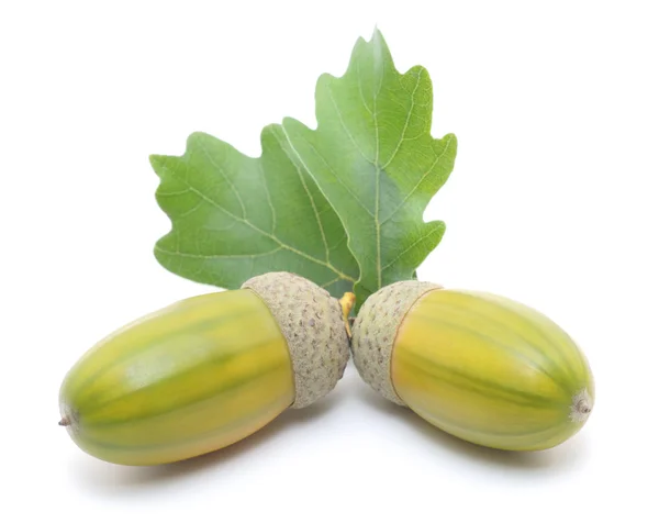 Acorns — Stock Photo, Image